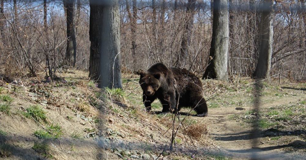 Max, the Blind Bear