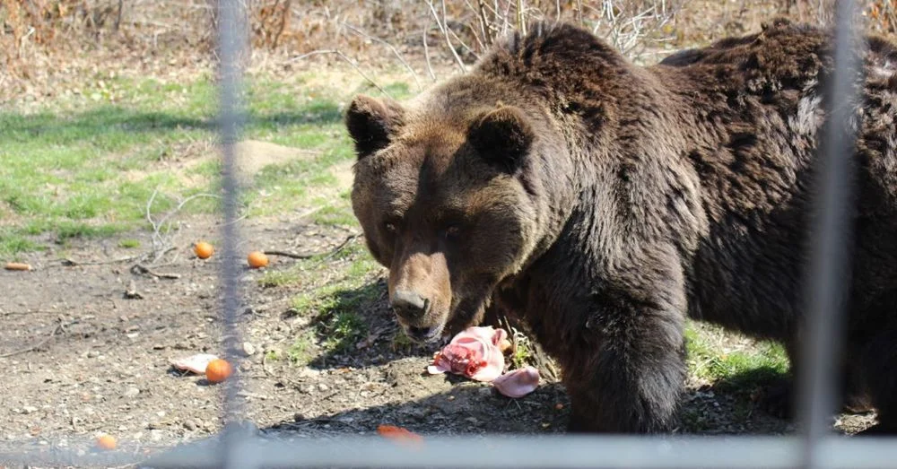 Max, the Blind Bear