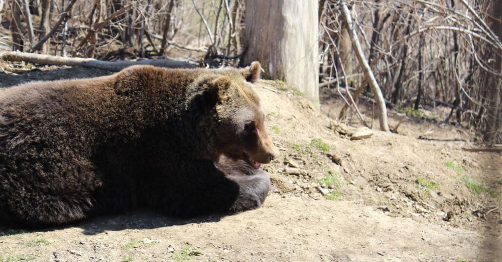 Tex, the bear from the Uranium Factory