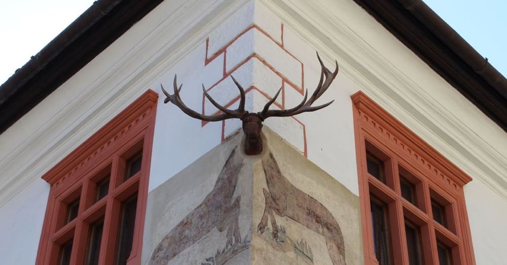 Stag House, Sighisoara