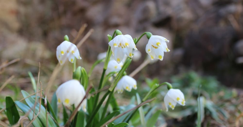 White Flowers at the White Church