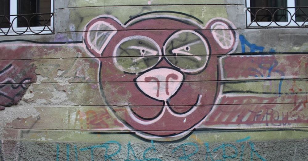 A Bear in Brasov