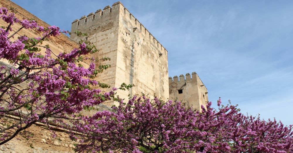 Judas Tree and the Alzacaba