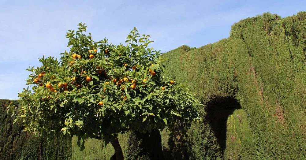 Orange Tree