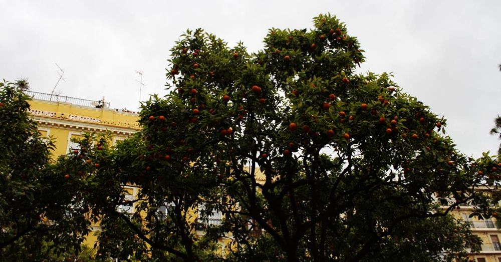 Valencia Oranges