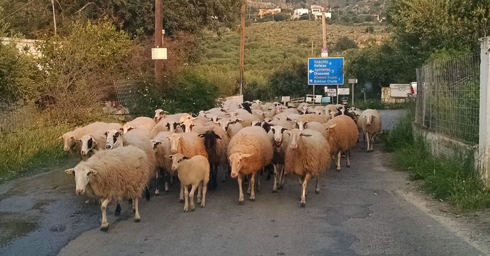 Sheep on Crete