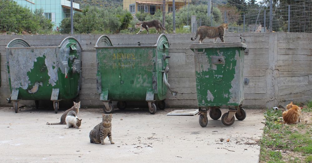 Gang of Cretan Cats
