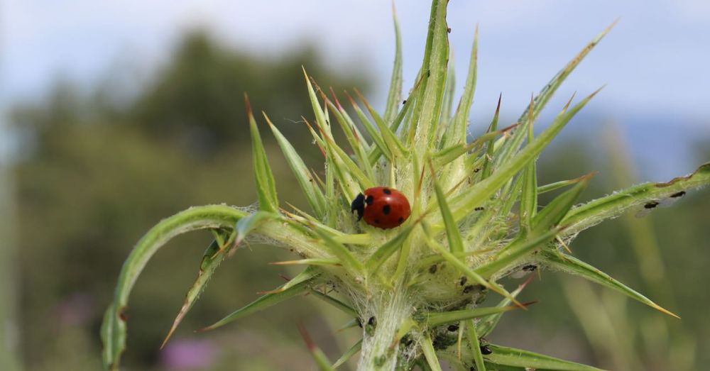 Ladybug on Crete