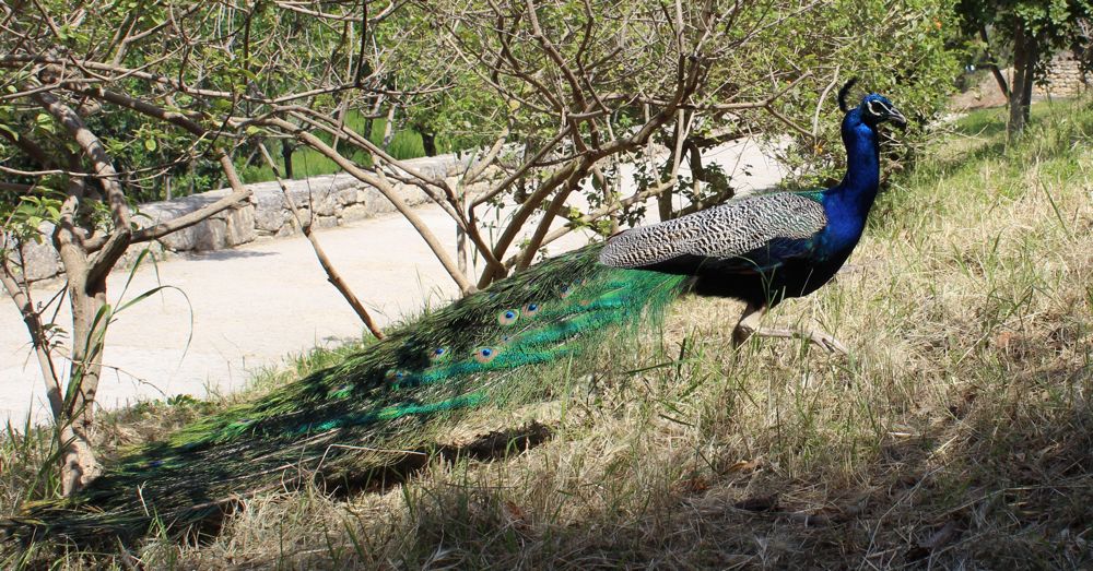 Peacock