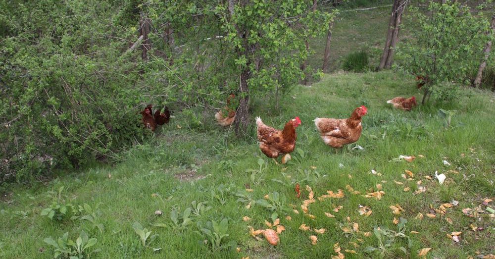 Farm Chickens