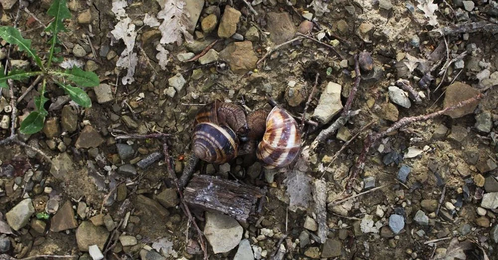 Snail Love