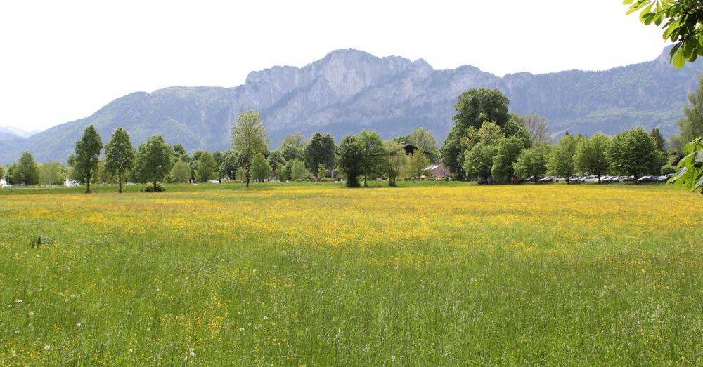 A field in Mondsee