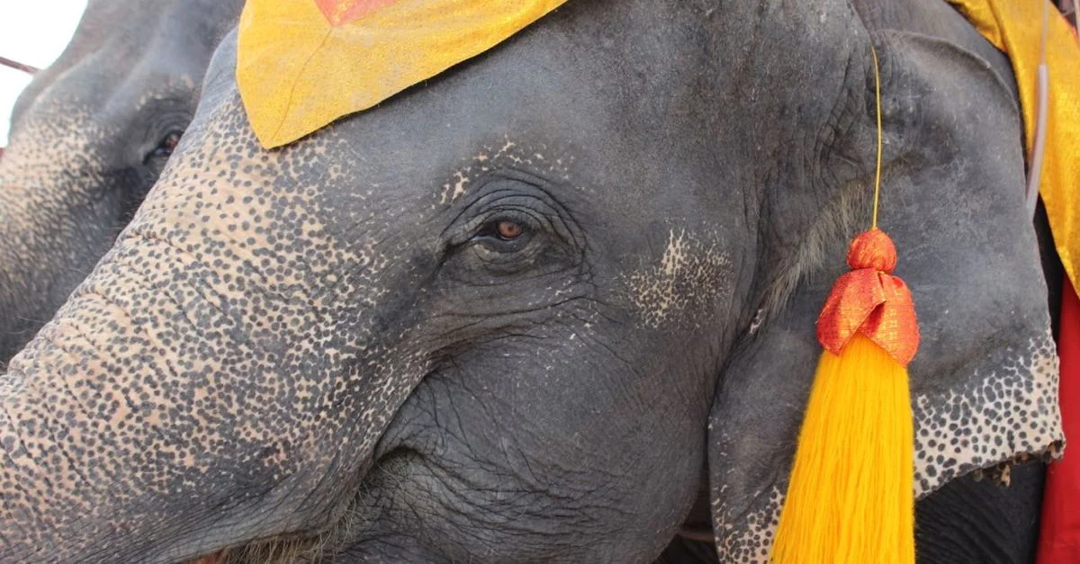 Why We Didn't Ride Elephants on Our Trip Around the World
