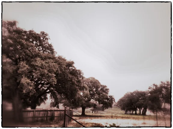 Rainy, foggy weather today, but the weekend will be great....as will the upcoming wildflower season. Here is a shot of our new property at 303 Main Street in Johnson City, Texas. We are having a wonderful time plotting and planning for the 290 VINERY.