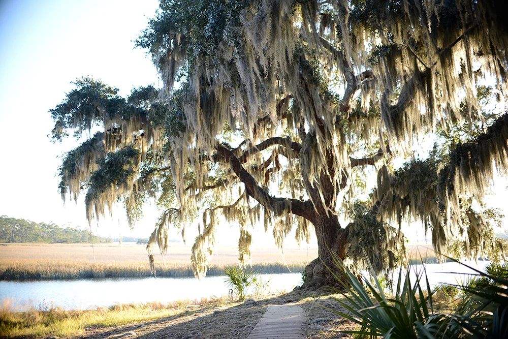 Little St. Simon's Island, Georgia All Images © Laura Heffelfinger | LDH Creative