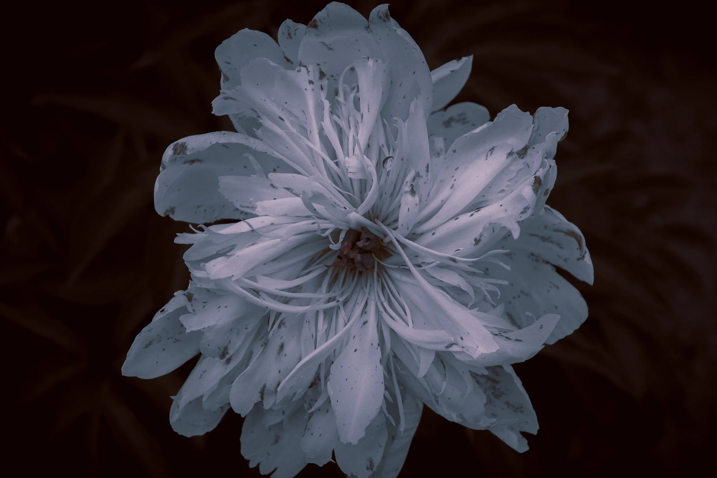 In Bloom.jpg