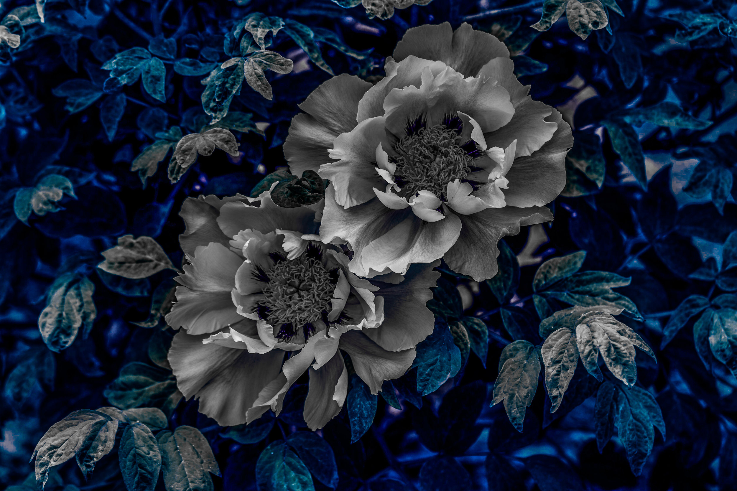 Peony Blues.jpeg