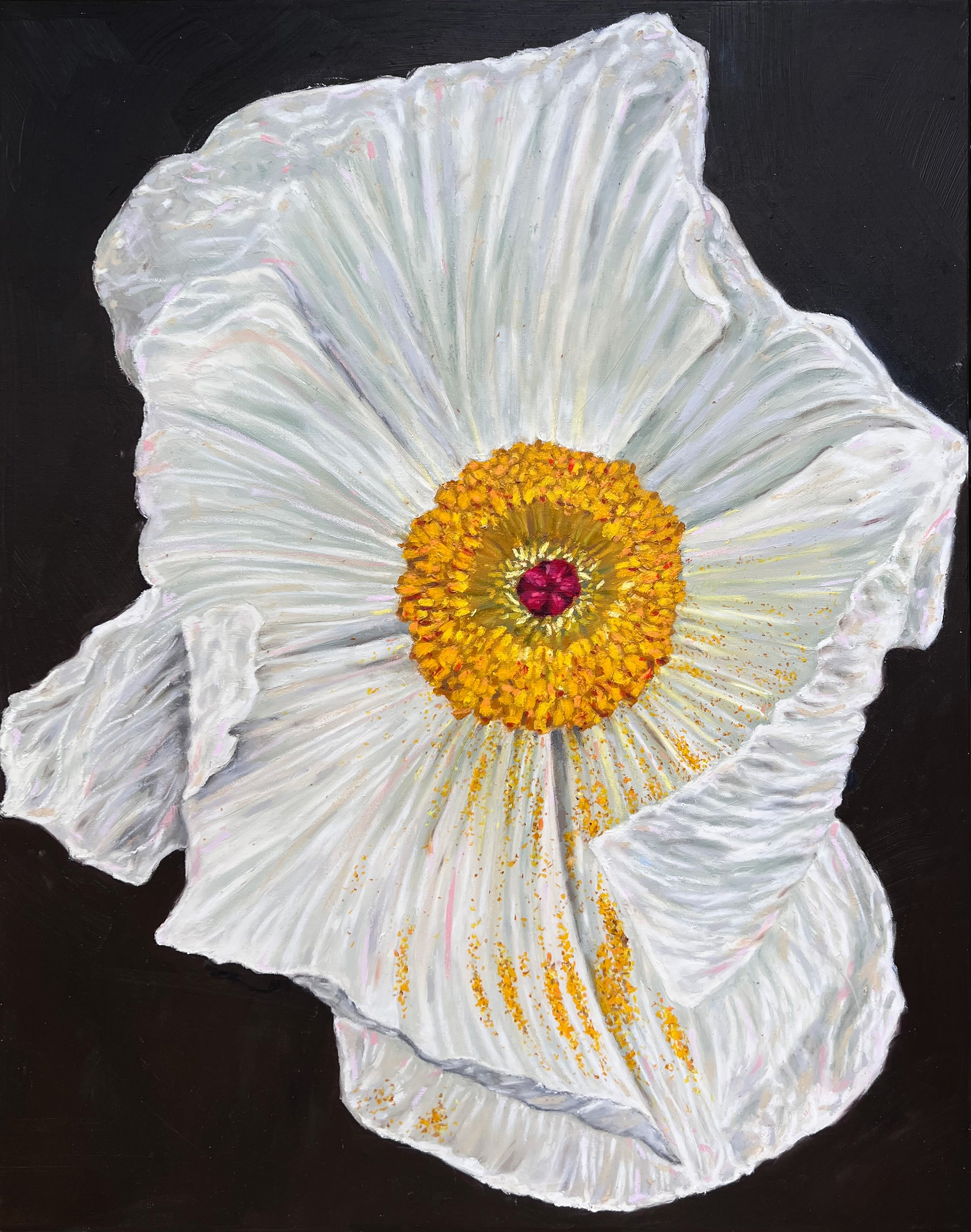 Texas Prickly Poppy