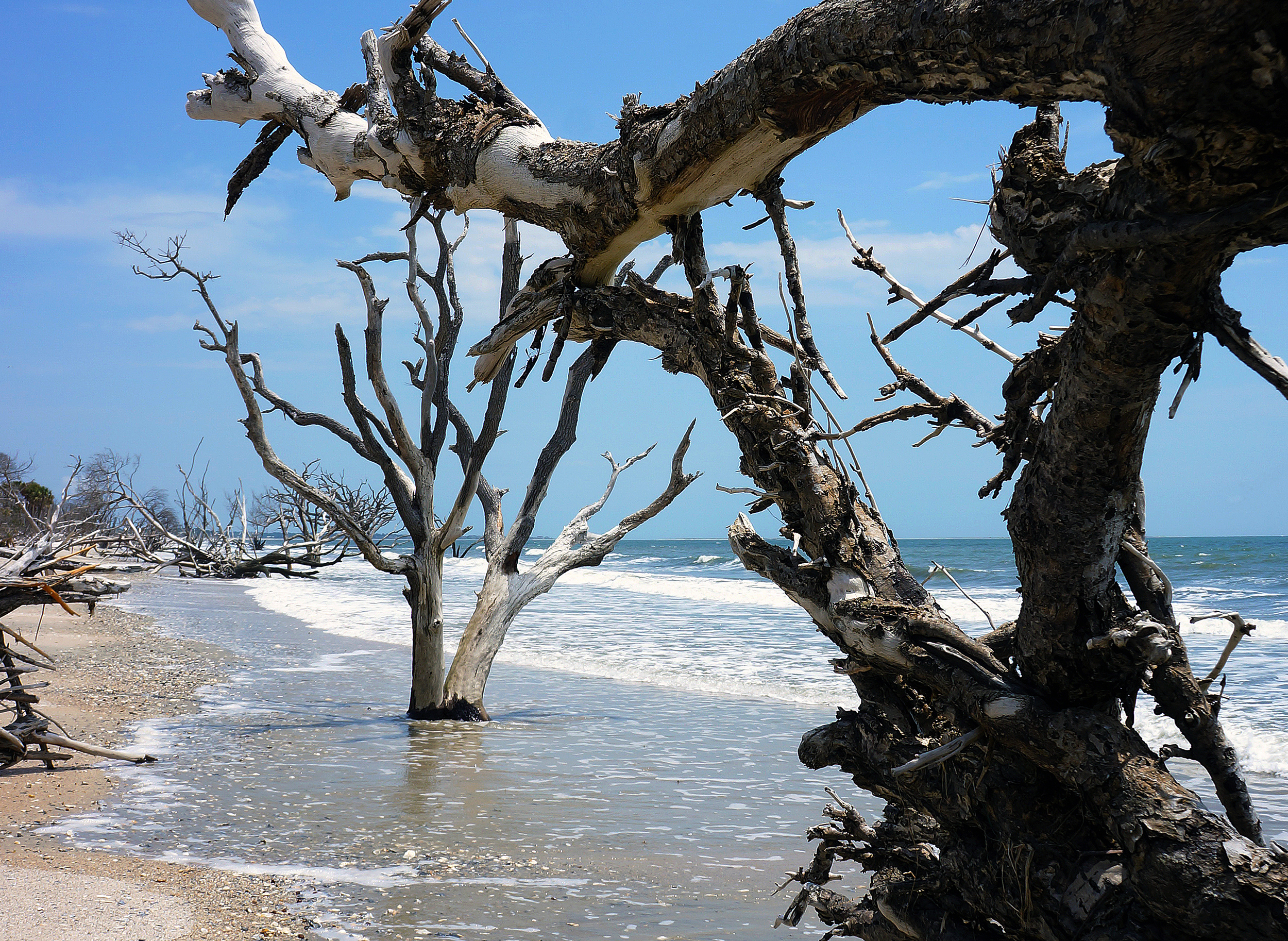 IOA_Edisto_Hammock_Tree_Beach_Detail.jpg