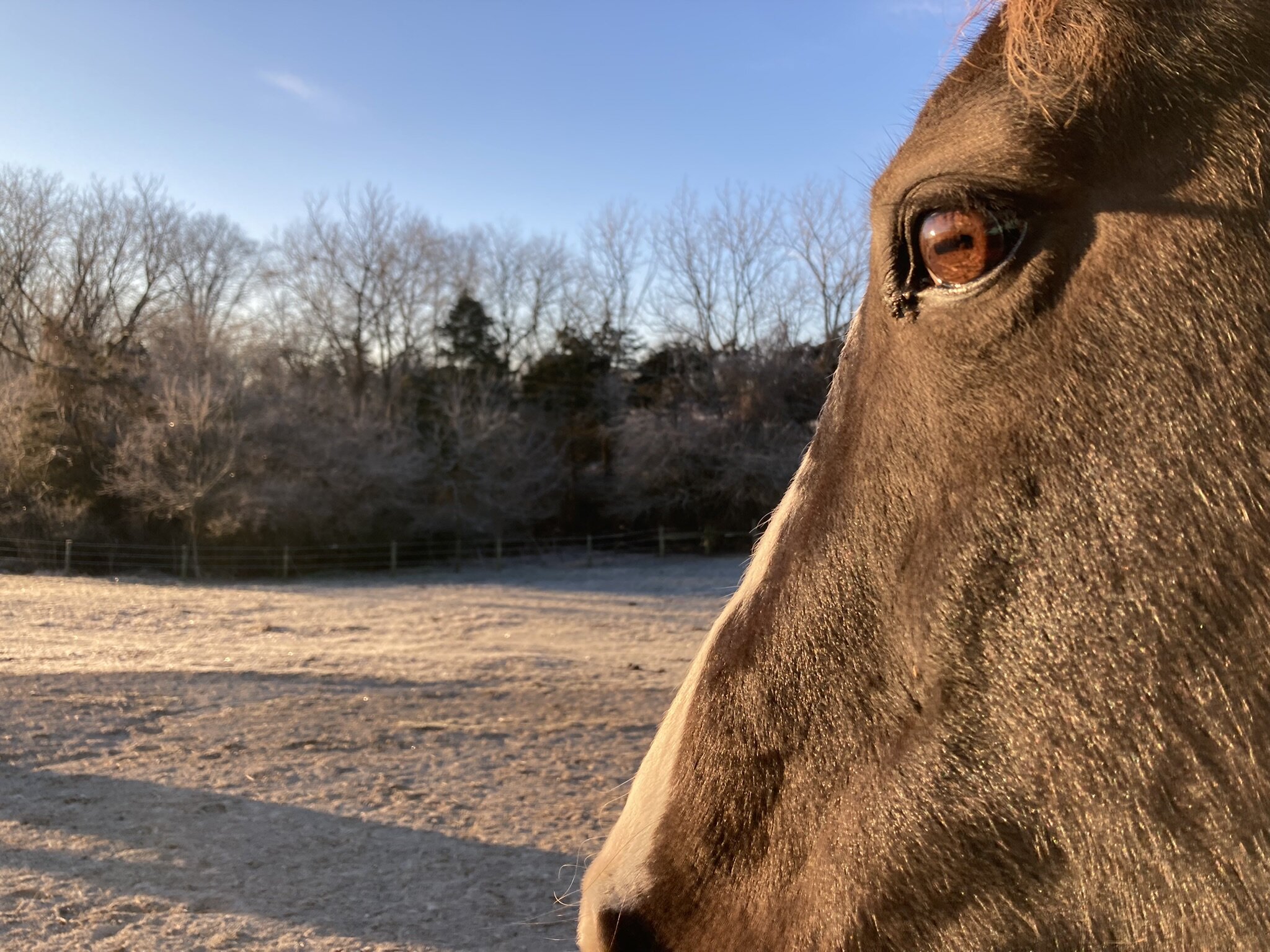 It's chilly this morning! We loved seeing all of the comments on the picture of Lance on Thursday - keep an eye out, we have a bunch more trips down memory lane planned 🐴