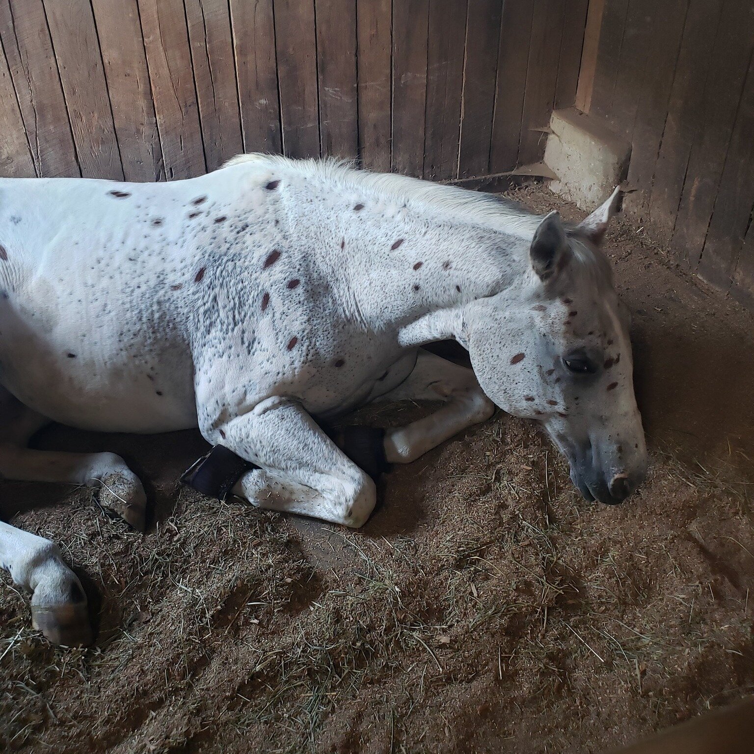 A misconception that I hear quite a bit especially from the kids is that horses always sleep standing up. While they can lock their joints and nap standing up, Splash here is very fond of his snoozes in his stall. If you pass the gelding's field on a