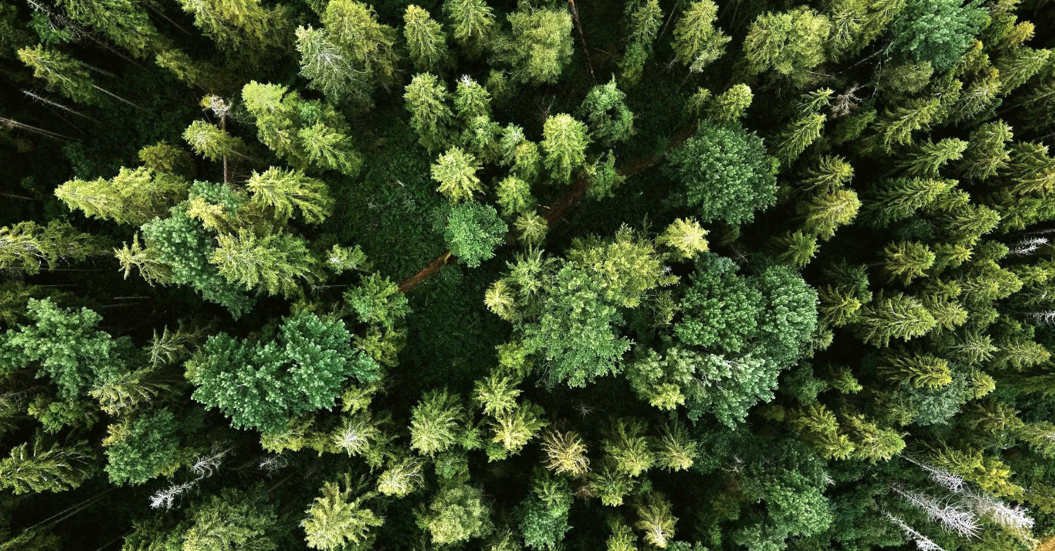 Tree Rx: The Science of the Forest Pharmacy