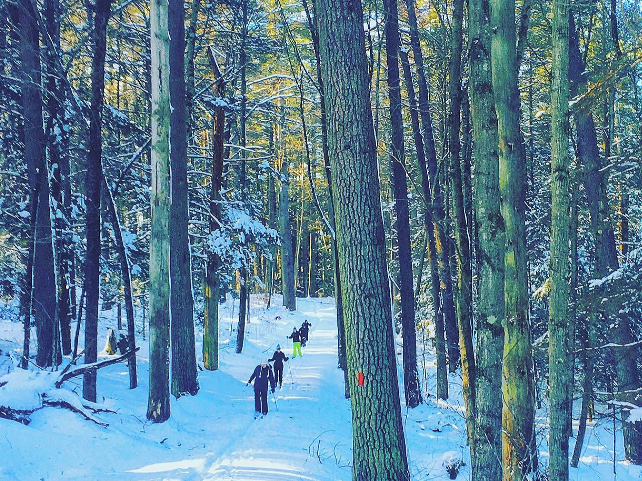 People hiking in a snow-covered forest during winter, with tall trees and sunlight filtering through the branches.