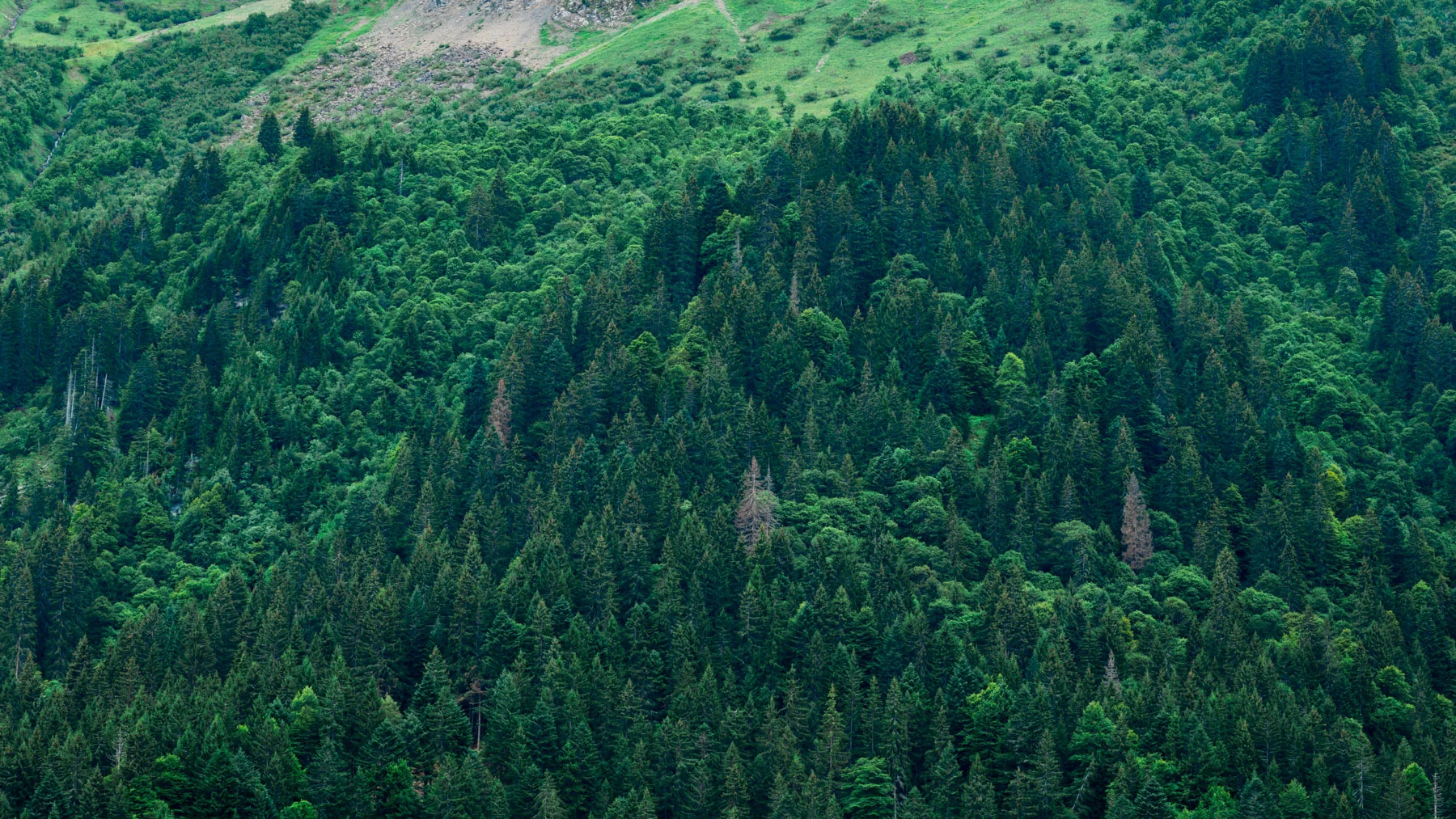 _40A7579.jpg