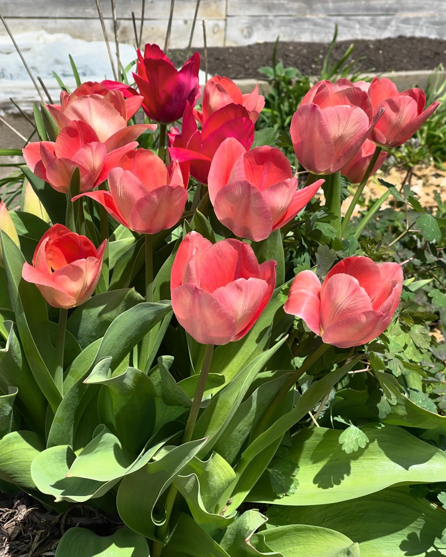 Look what finally decided to spring up in our Urban Farm! 🌷 And swipe to see the pansies that also sprung up right next to one of our garden beds! 🌼 

Our farm manager, Dylan, said he&rsquo;ll start harvesting the mizuna greens next week, which is 