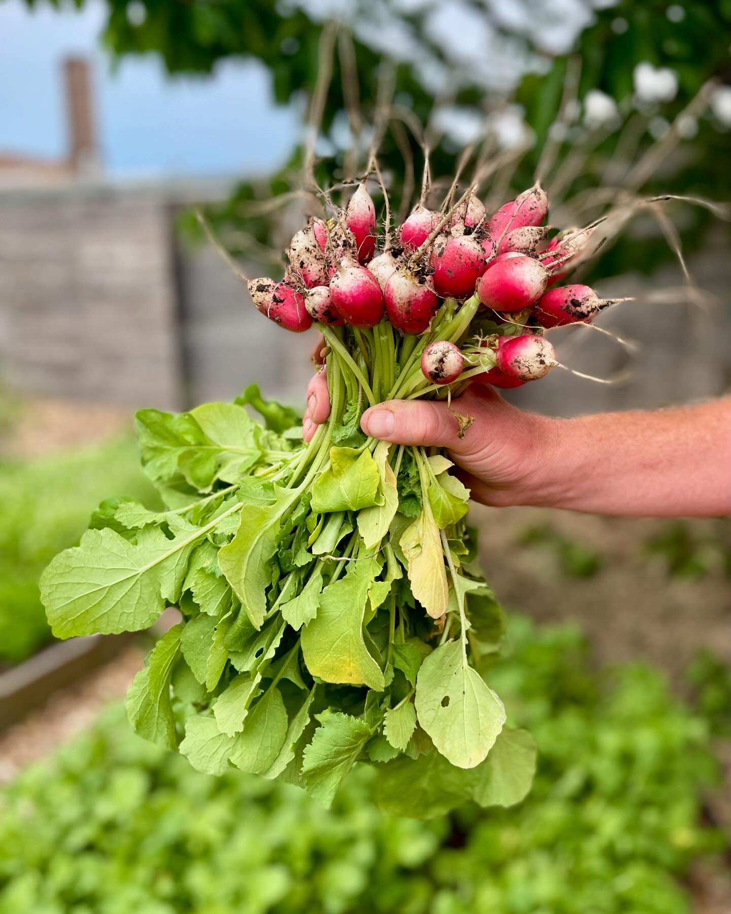 Happy Monday from The BDP Urban Farm! 🌿 

Dylan was hard at work today harvesting these pretty French breakfast and Easter egg radishes, rhubarb, and tons of spring greens! 

Swipe to see the pretty chive blossoms that are blooming! 💜🐝