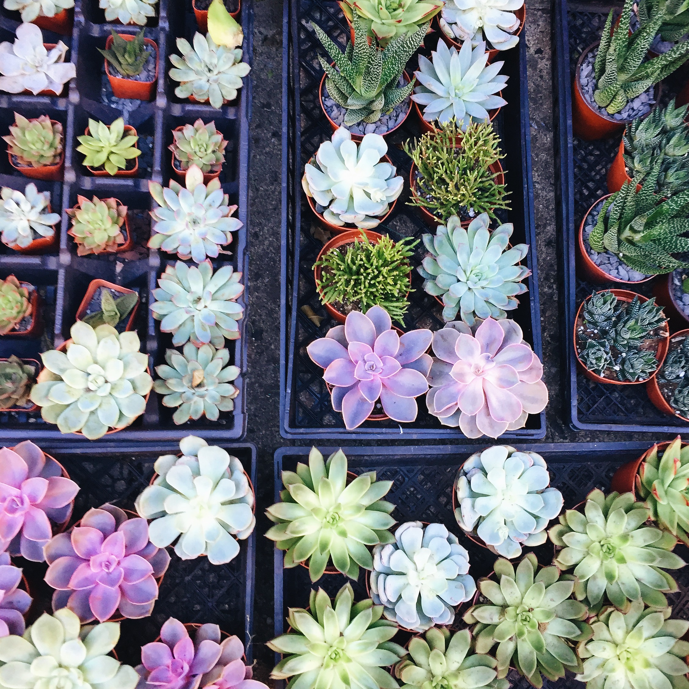 the prettiest succulent selection, spotted at "Noble Plants" in the flower district! (Chelsea, NY)