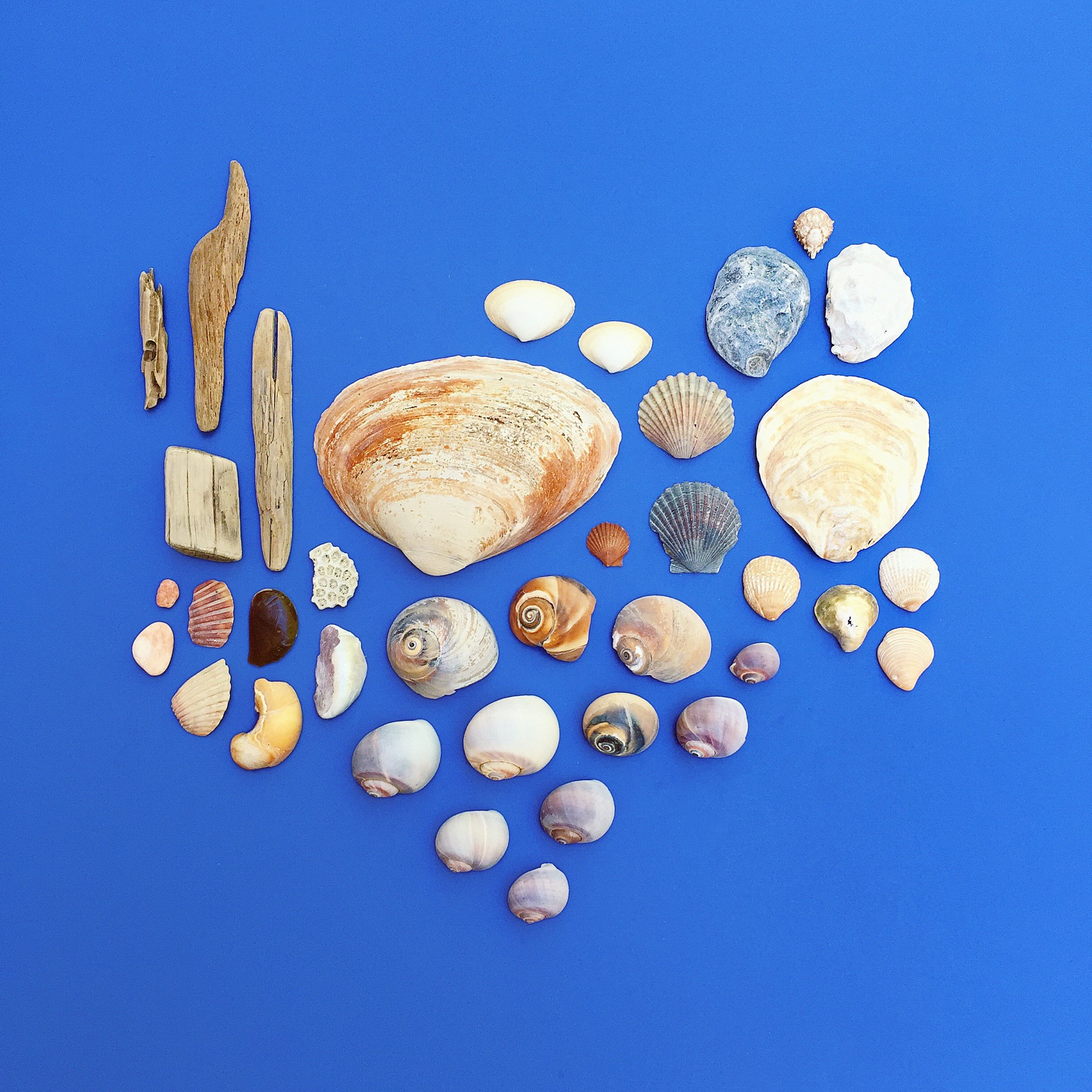 amy_chen_design_styling_staging_seashells.jpg