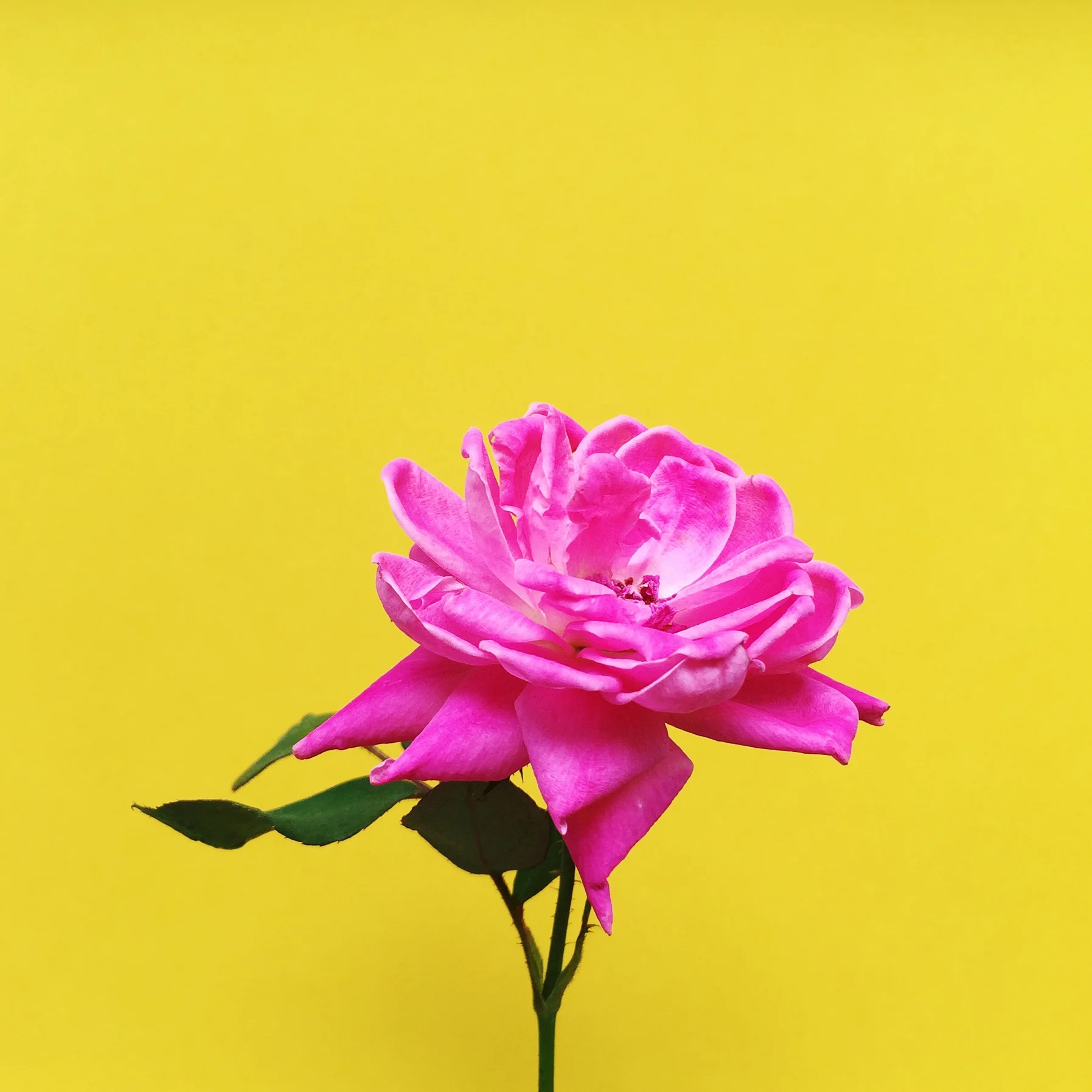 amy_chen_design_styling_staging_flower.jpg