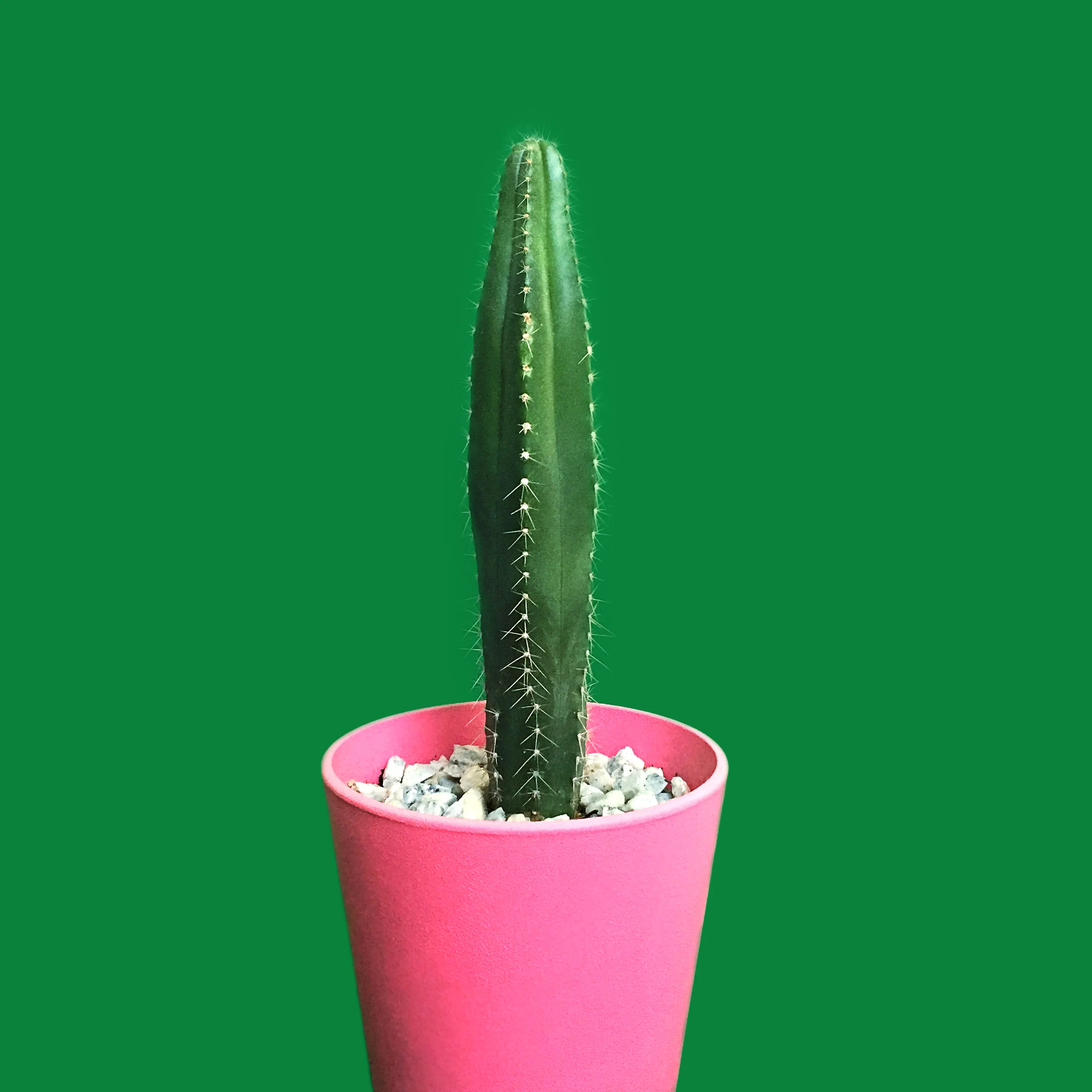amy_chen_design_cactus.jpg