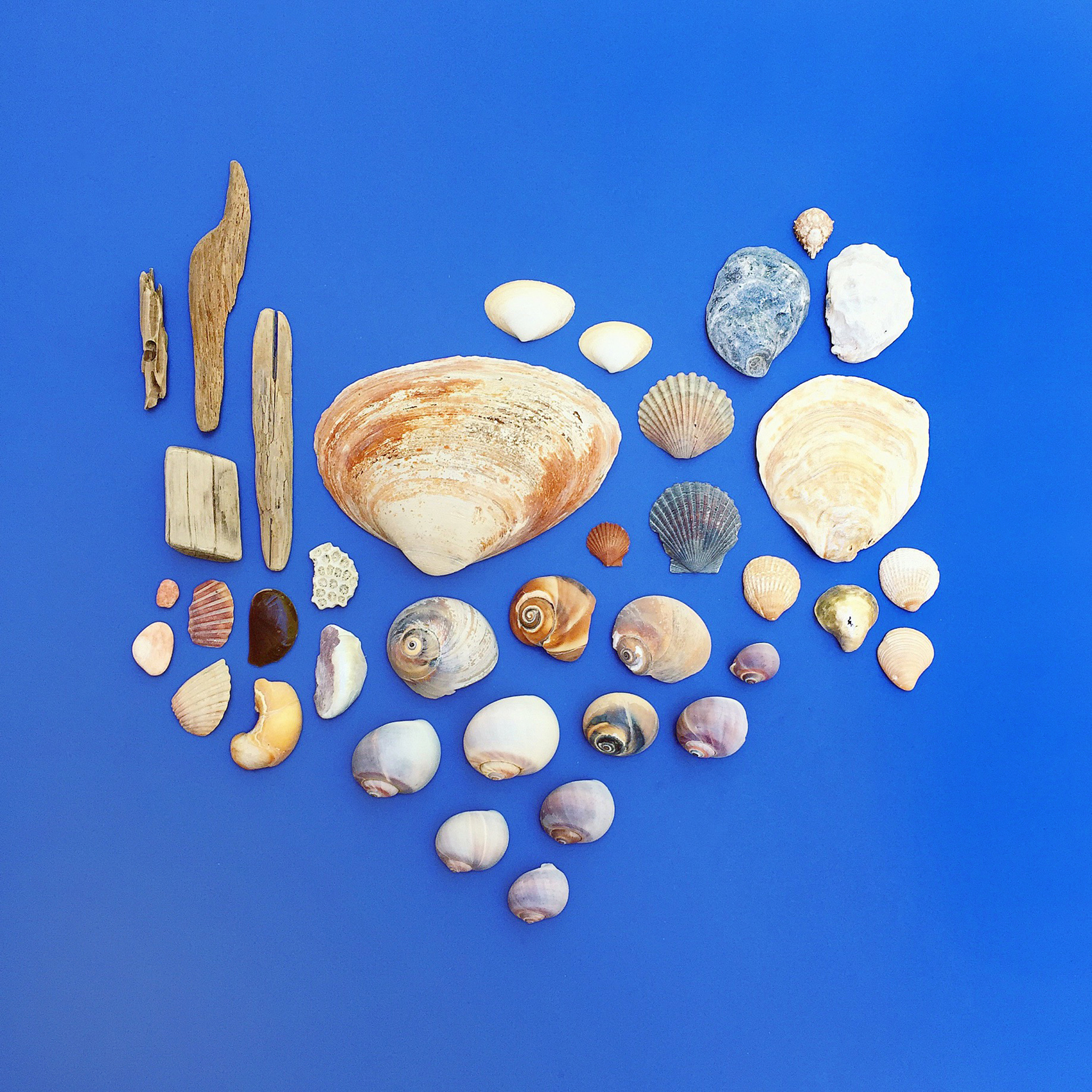 amy_chen_design_styling_staging_seashells.jpg