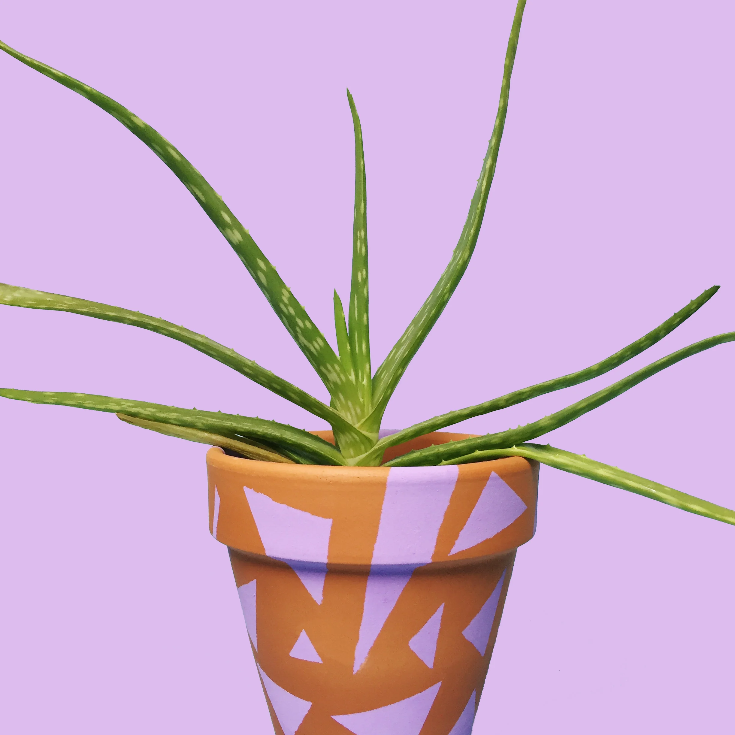 amy_chen_design_aloe.jpg