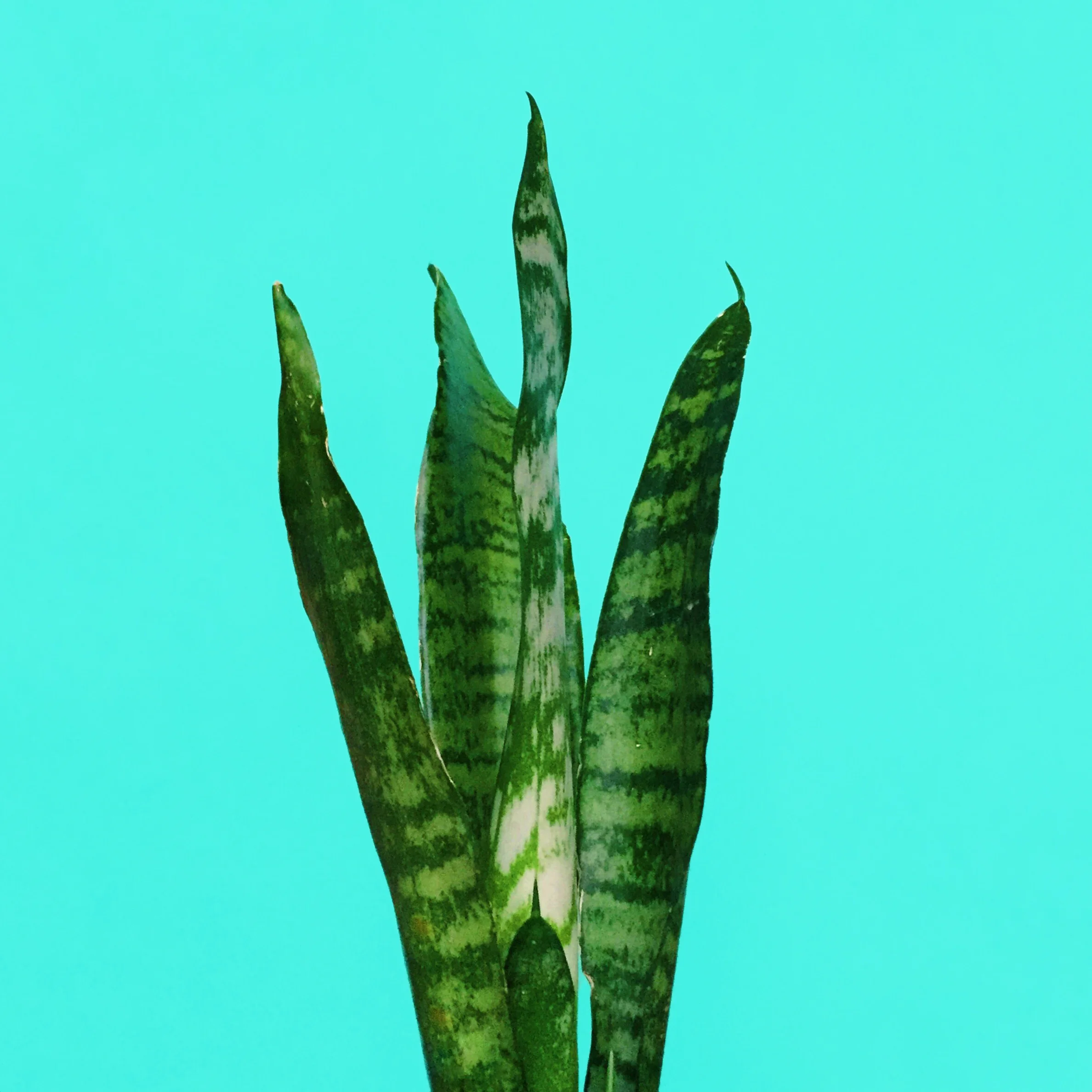 amy_chen_design_snake_plant.jpg