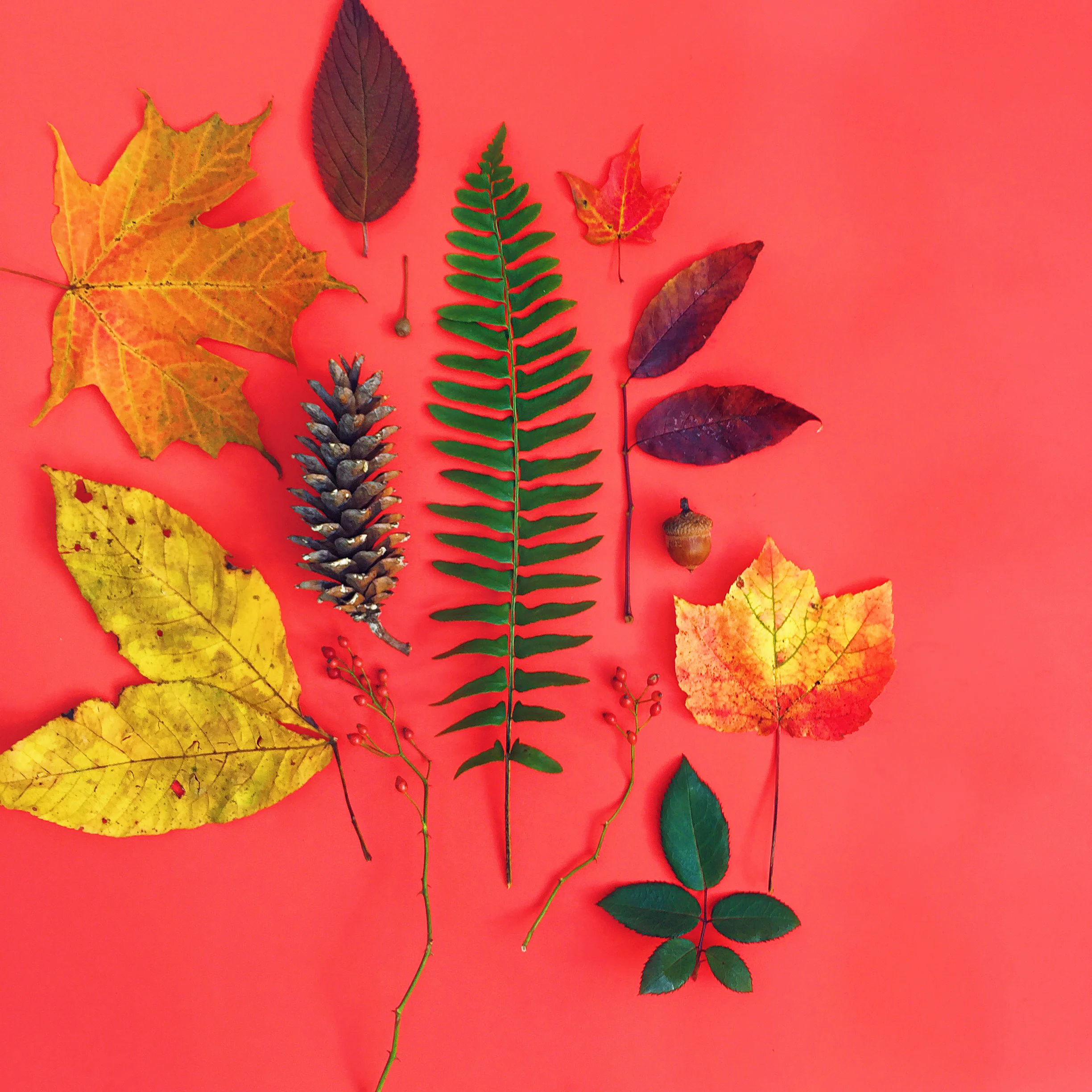 amy_chen_design_styling_staging_autumn.jpg