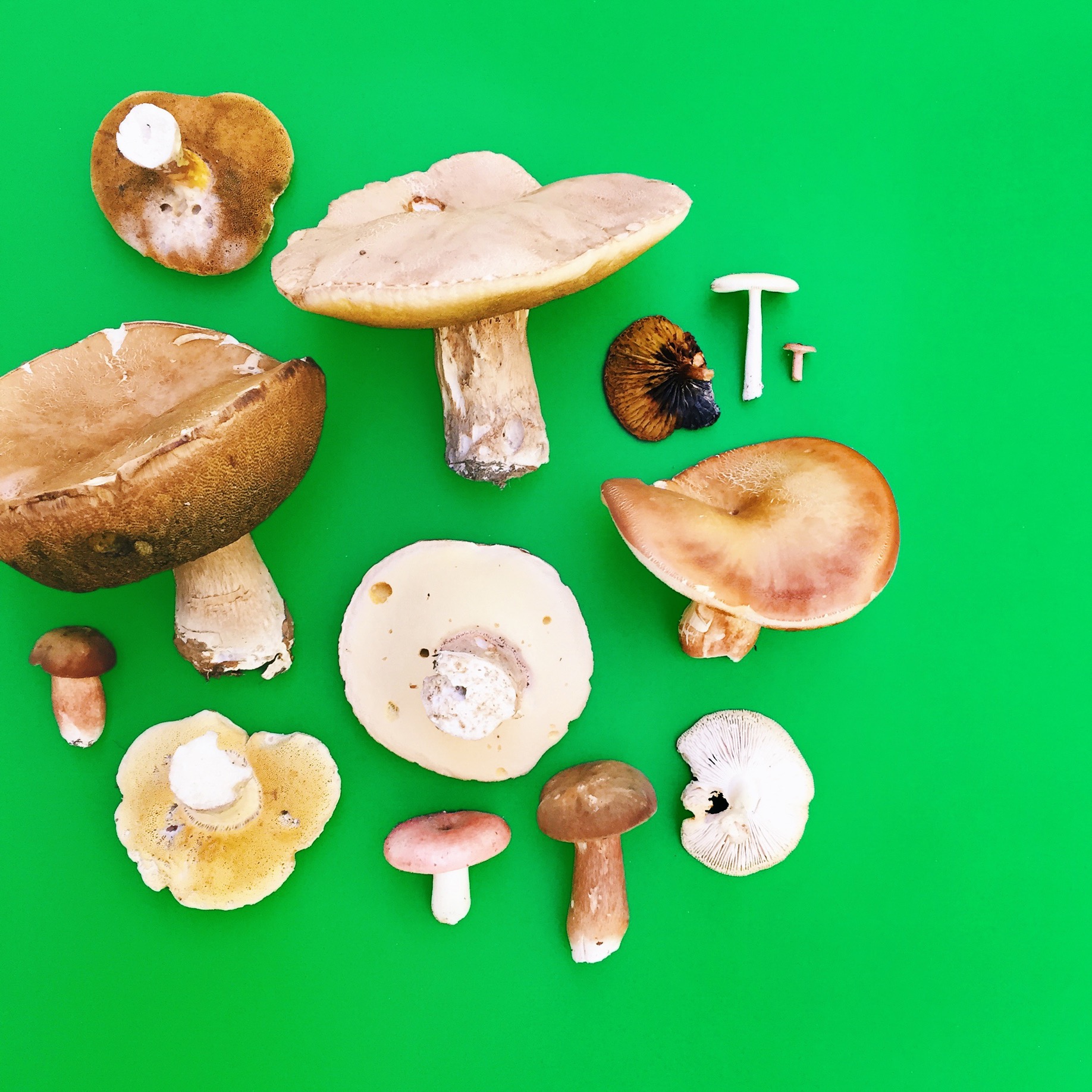 amy_chen_design_styling_staging_mushrooms.jpg