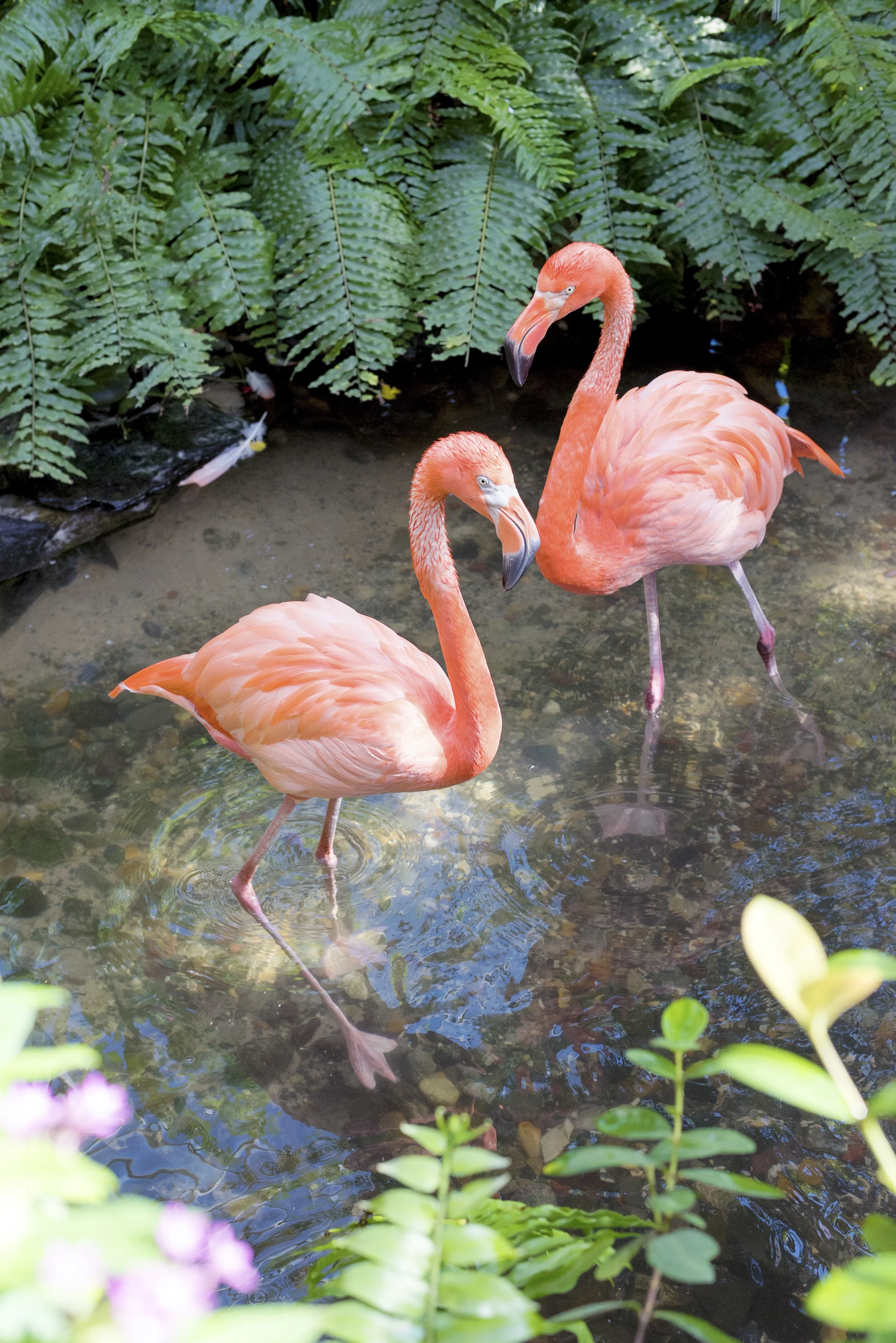 amy_chen_design_key_west_flamingos.jpg