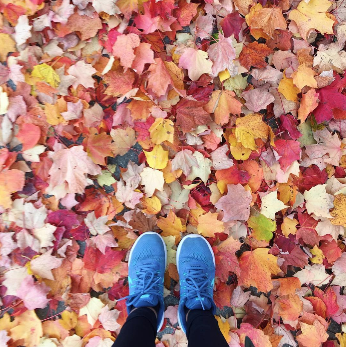 amy_chen_design_michigan_traverse_city_maple_leaves_autumn_fall