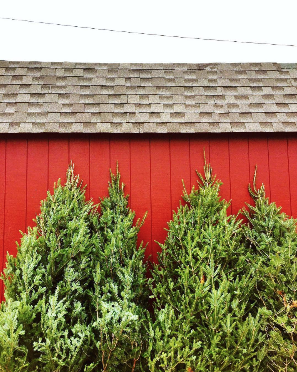 amy_chen_design_christmas_tree_farm_nj_new_jersey