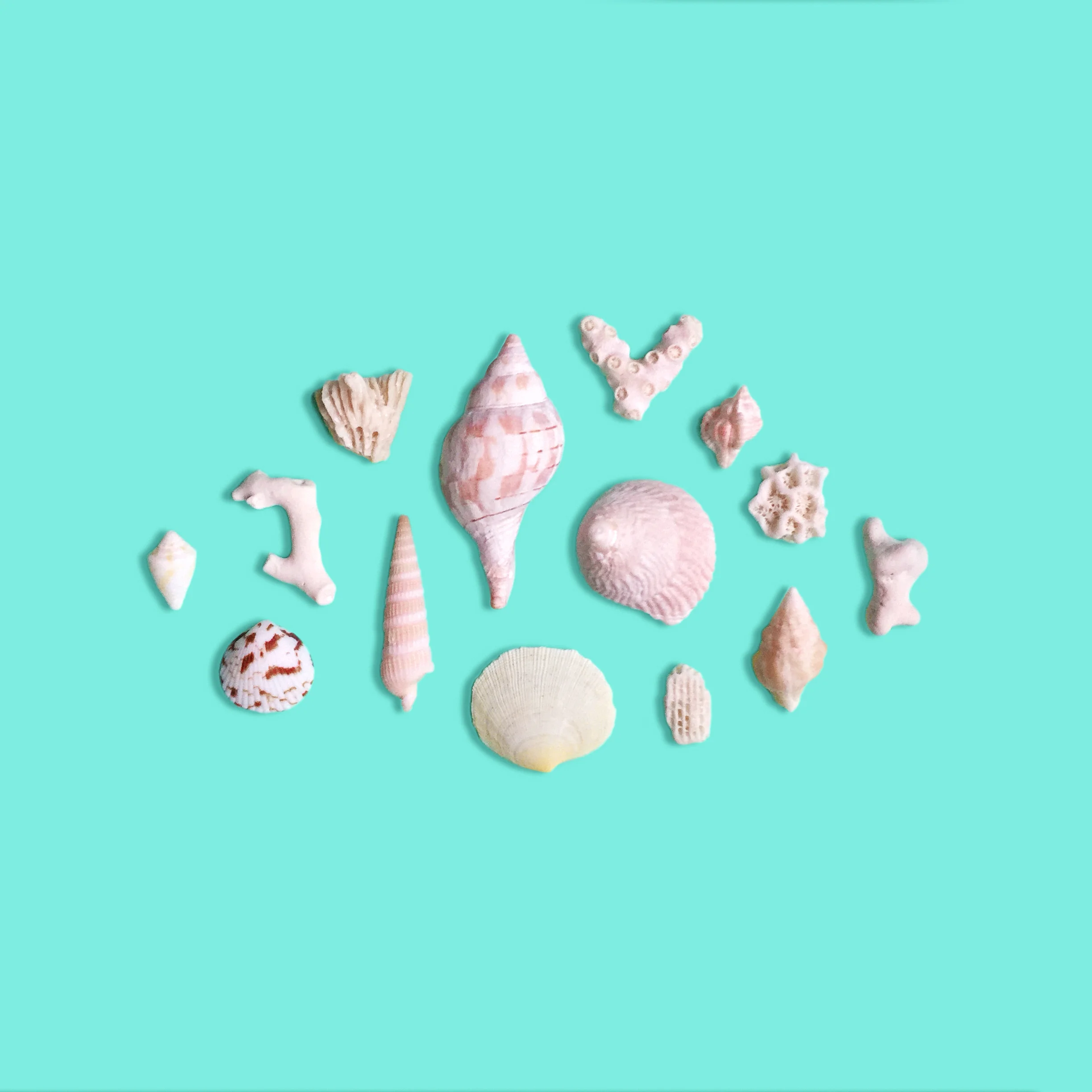 amy_chen_design_key_west_florida_seashell_collection.jpeg