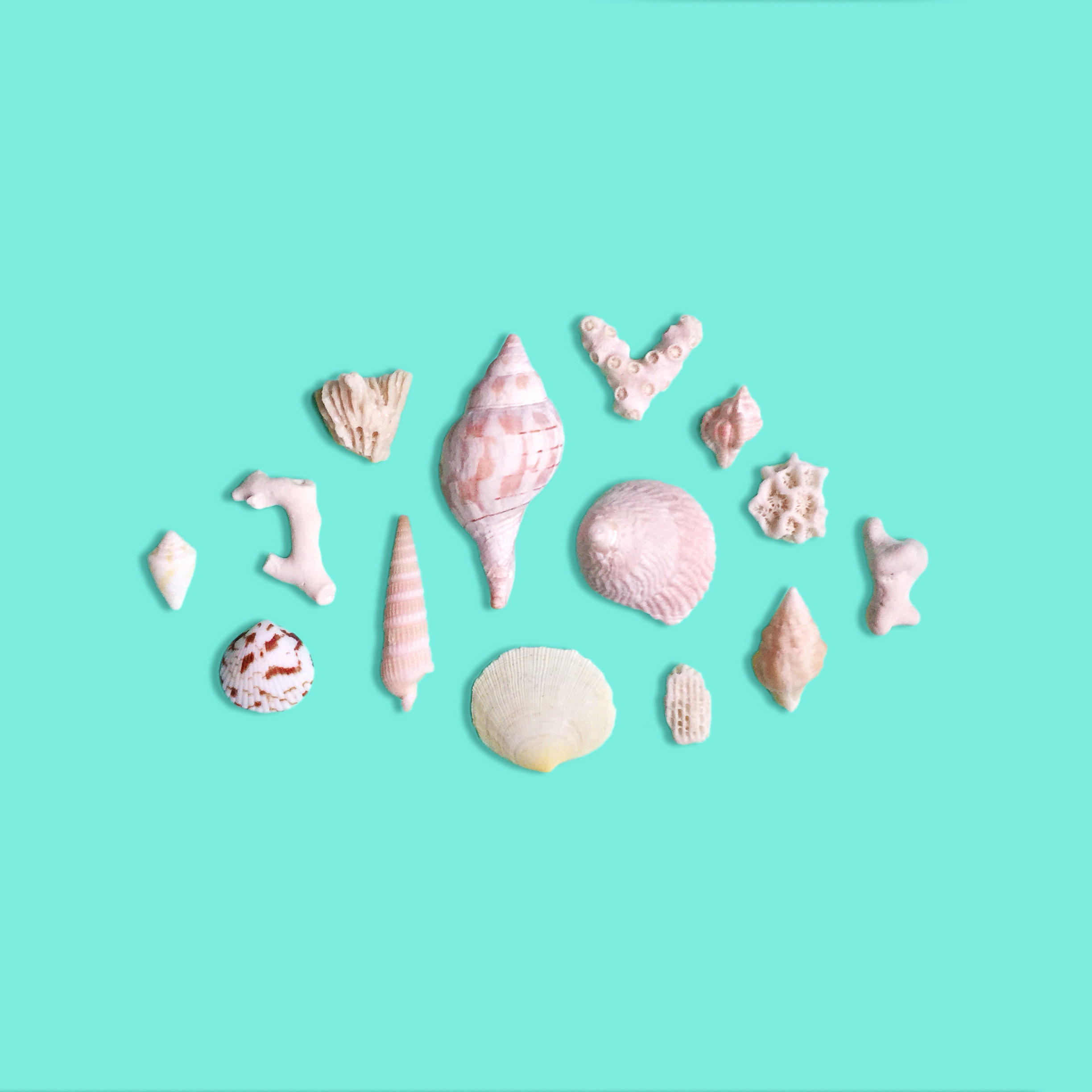 amy_chen_design_key_west_florida_seashell_collection.jpeg