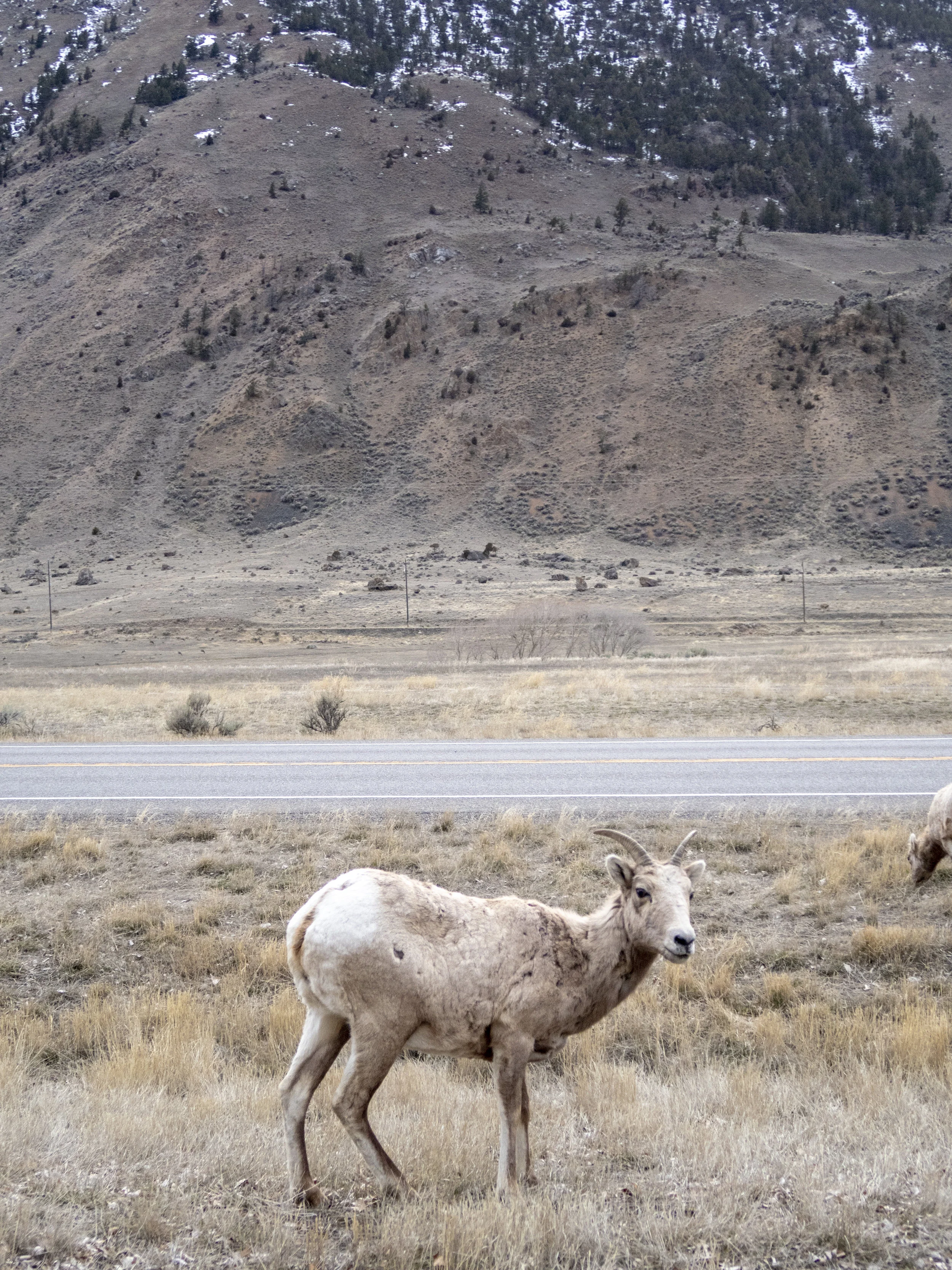 amy_chen_design_montana_moutain_goat.jpg