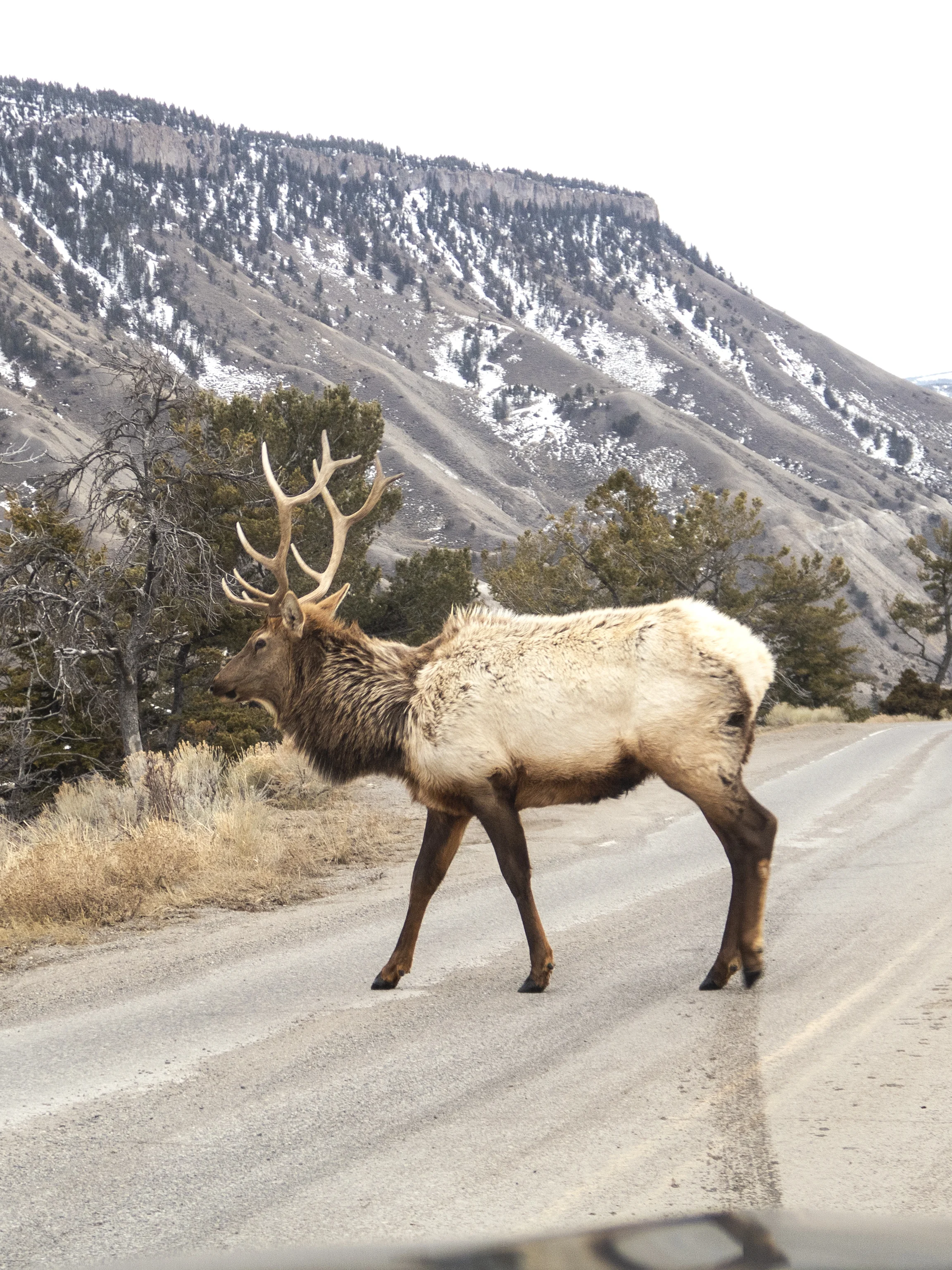 amy_chen_design_montana_elk.jpg
