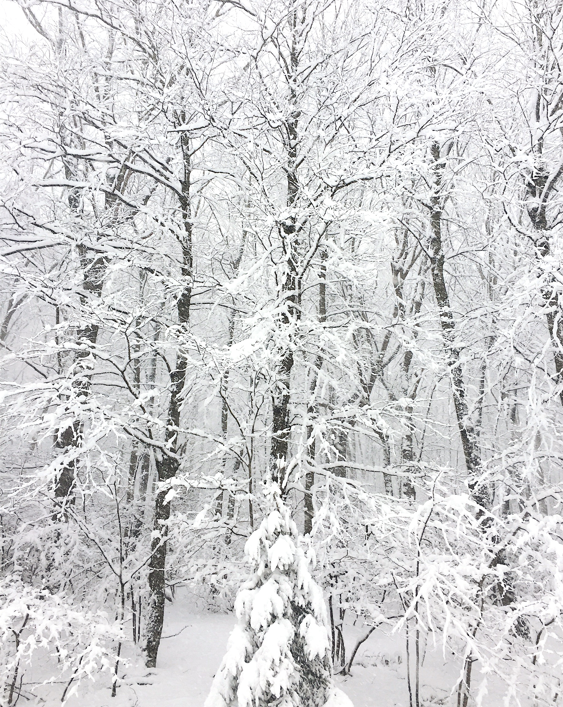 amy_chen_design_blog_winter_white_woods.jpeg