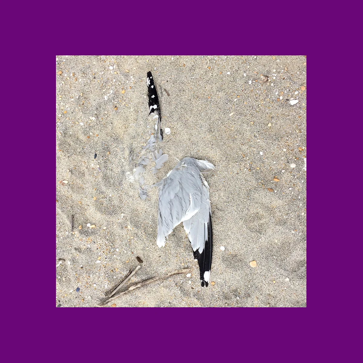 amy_chen_design_surfrider_asbury_park_new_jersey_beach_clean_dead_seagull.jpg