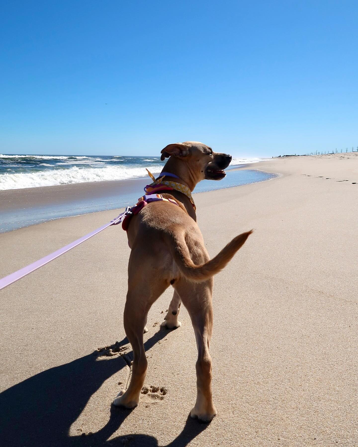 sunny sunday in our happy place 🩷🌅🐚✨ so grateful we got this beautiful day before the rain returned this week 🙏🌧️🥲