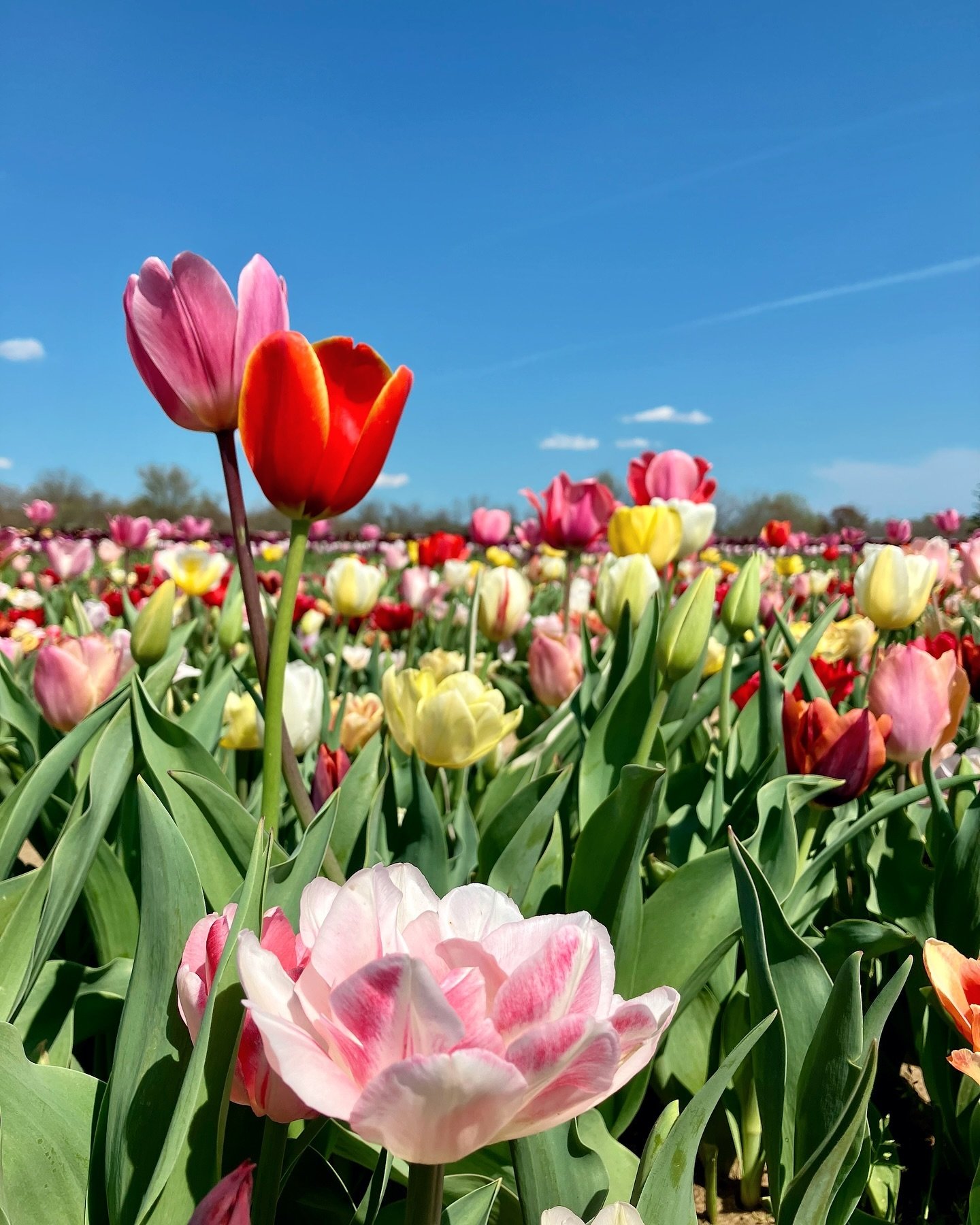 stem crossed lovers ✨🌷❤️🌷✨ - may or may not have audibly squealed &ldquo;aww they&rsquo;re hugging!!!&rdquo; when I came across these two different tulips embracing each other 🙃 (what do we think the group to the right is thinking? are they simply